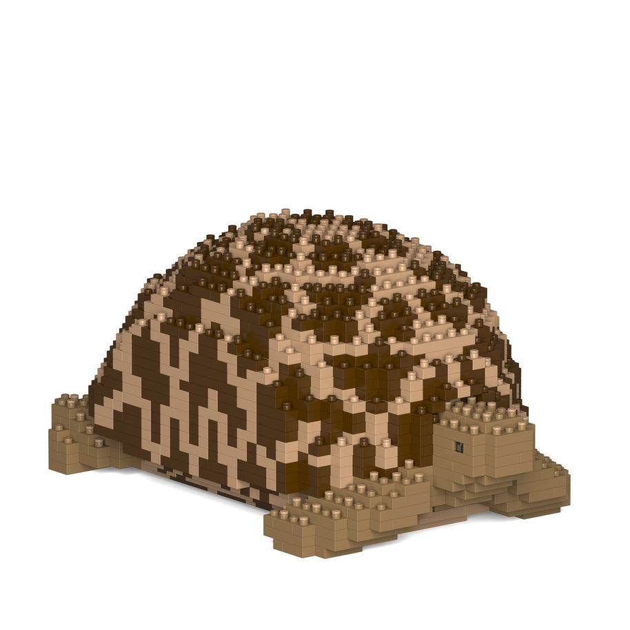 Indian Star Tortoise