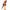 Macaw