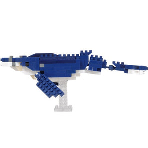 Humpback Whale