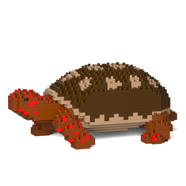 Red-footed Tortoise