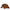 Red-footed Tortoise