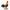 Rooster